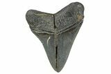 Fossil Megalodon Tooth From Georgia - Repaired #338823-1